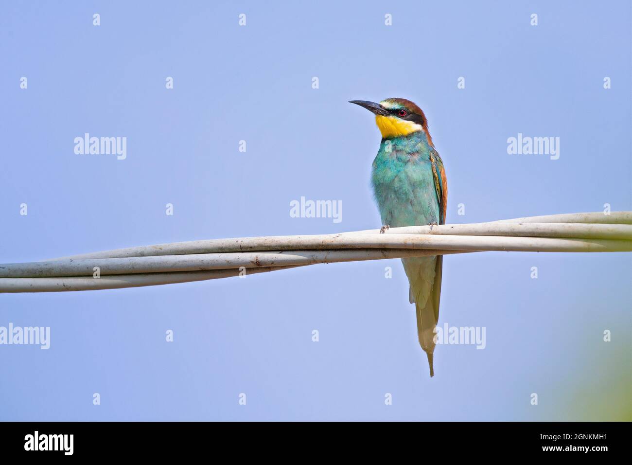 Europäischer Bienenfresser (Merops apiaster), der in einem elektrischen Kabel sitzt. Stockfoto