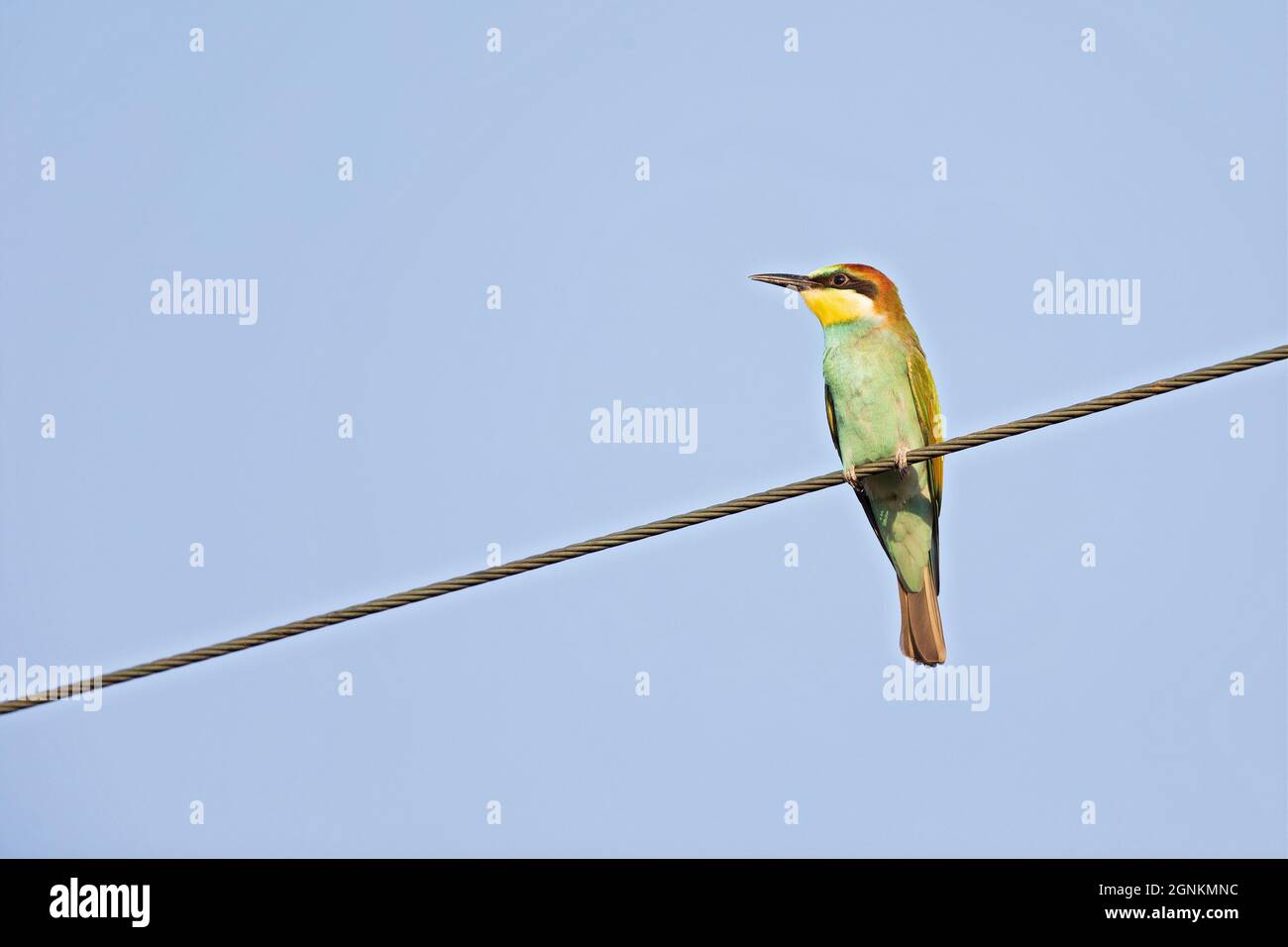 Europäischer Bienenfresser (Merops apiaster), der in einem elektrischen Kabel sitzt. Stockfoto