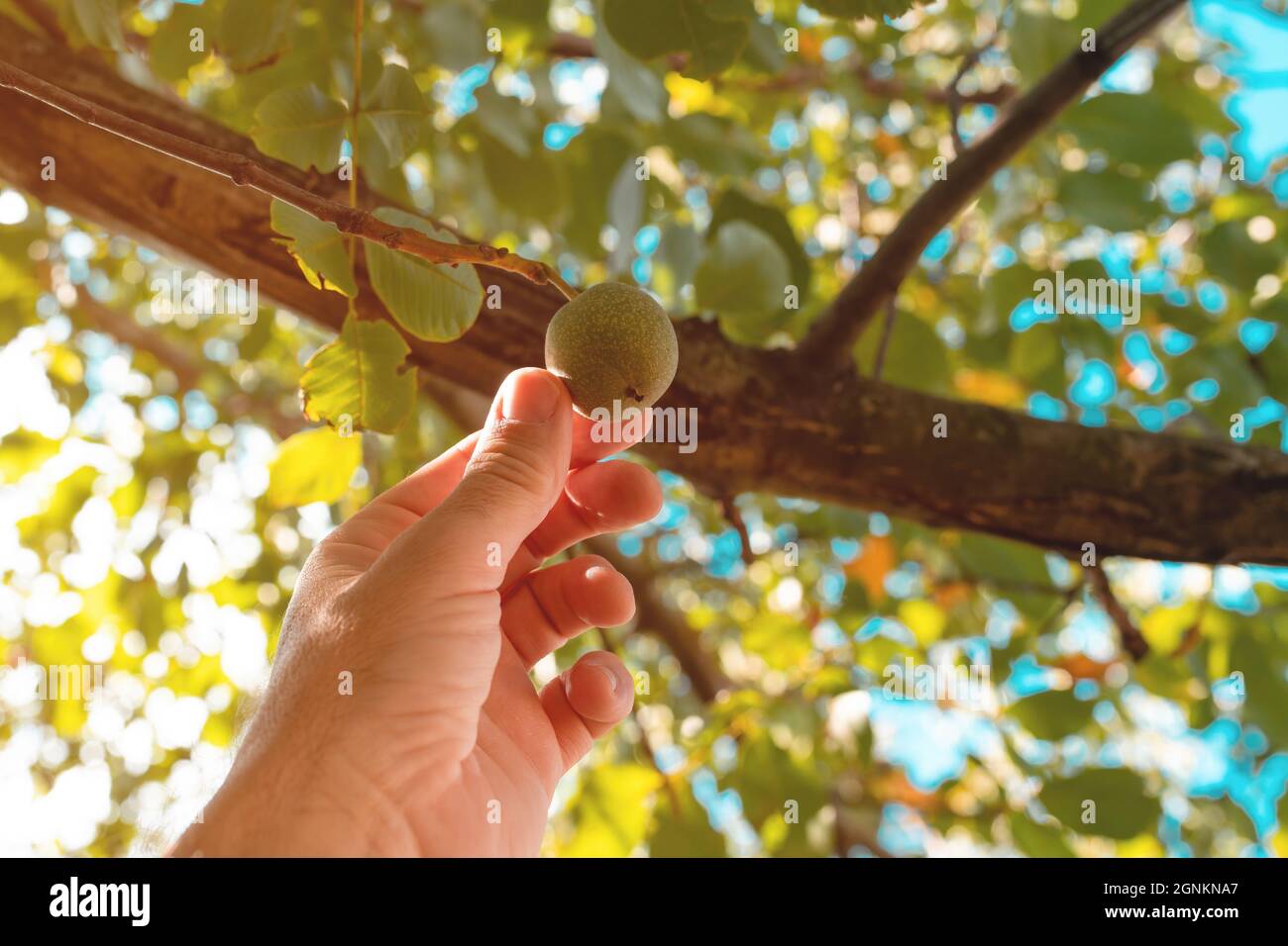 Landwirt pflücken grüne Walnussfrüchte in einer Schale aus dem Baum Zweig in Obstgarten, Nahaufnahme mit selektivem Fokus Stockfoto