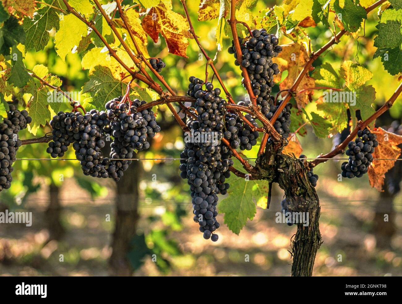 Pomerol-reife Merlot-Trauben im Weinberg Bordeaux von Vieux Château Certan, in Erwartung der bevorstehenden Ernte Pomerol, Gironde, Frankreich. Pomerol/Bordeaux Stockfoto