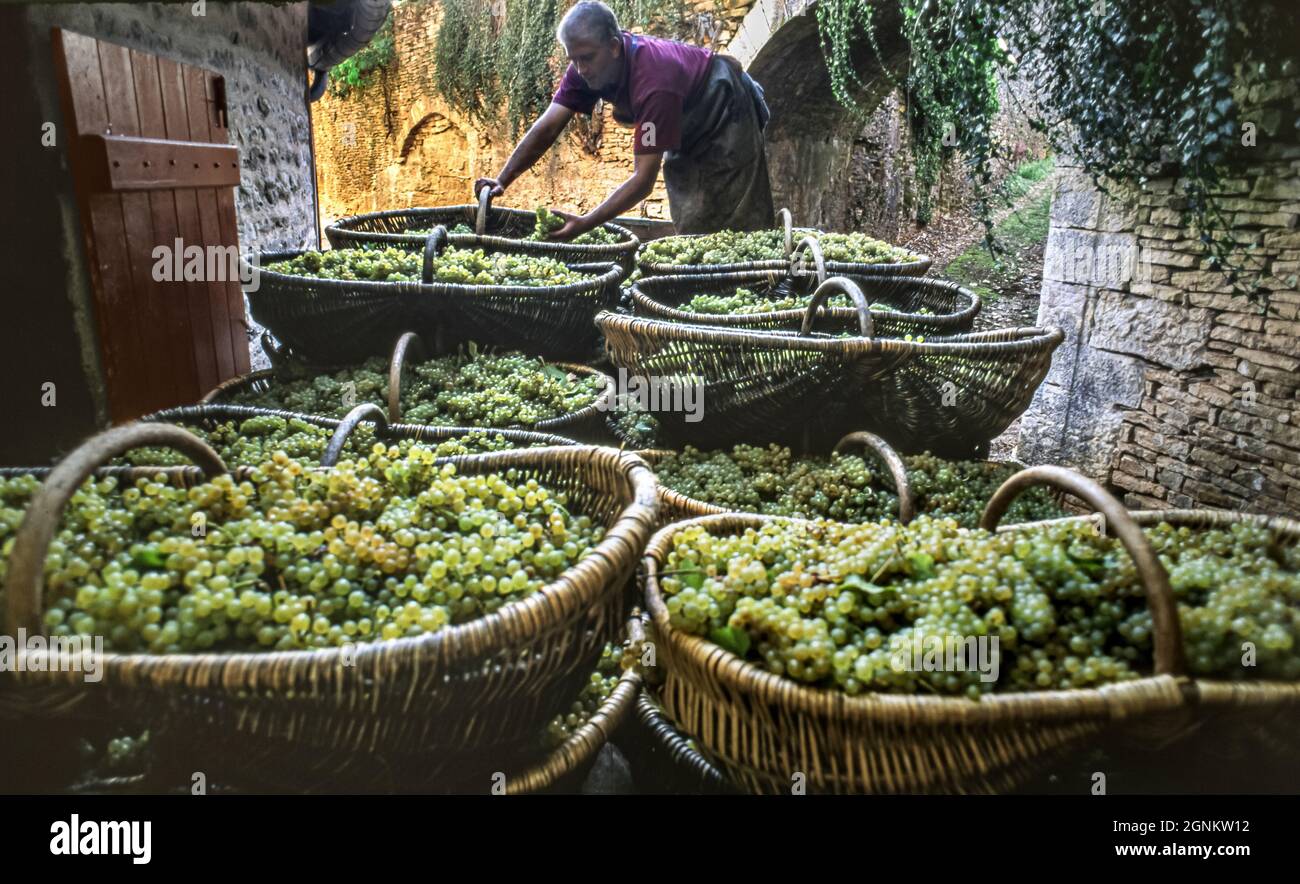 WEINLESE-KÖRBE der CHARDONNAY-TRAUBEN KOMMEN AUF DEM WEINGUT an traditionelle burgundische Körbe mit geernteten Chardonnay-Trauben vor dem Weingut Louis Latour Château de Grancey, französischer Weinarbeiter, der die frisch geernteten Premier Cru-Trauben in traditionellen burgundischen Korben überprüft. Corton-Charlemagne ist ein Weingut der Appellation d’Origin contrôlée (AOC) und Grand Cru für Weißwein in der Region Côte de Beaune in Burgund. Es befindet sich in den Gemeinden Aloxe-Corton, Pernand-Vergelesses Stockfoto