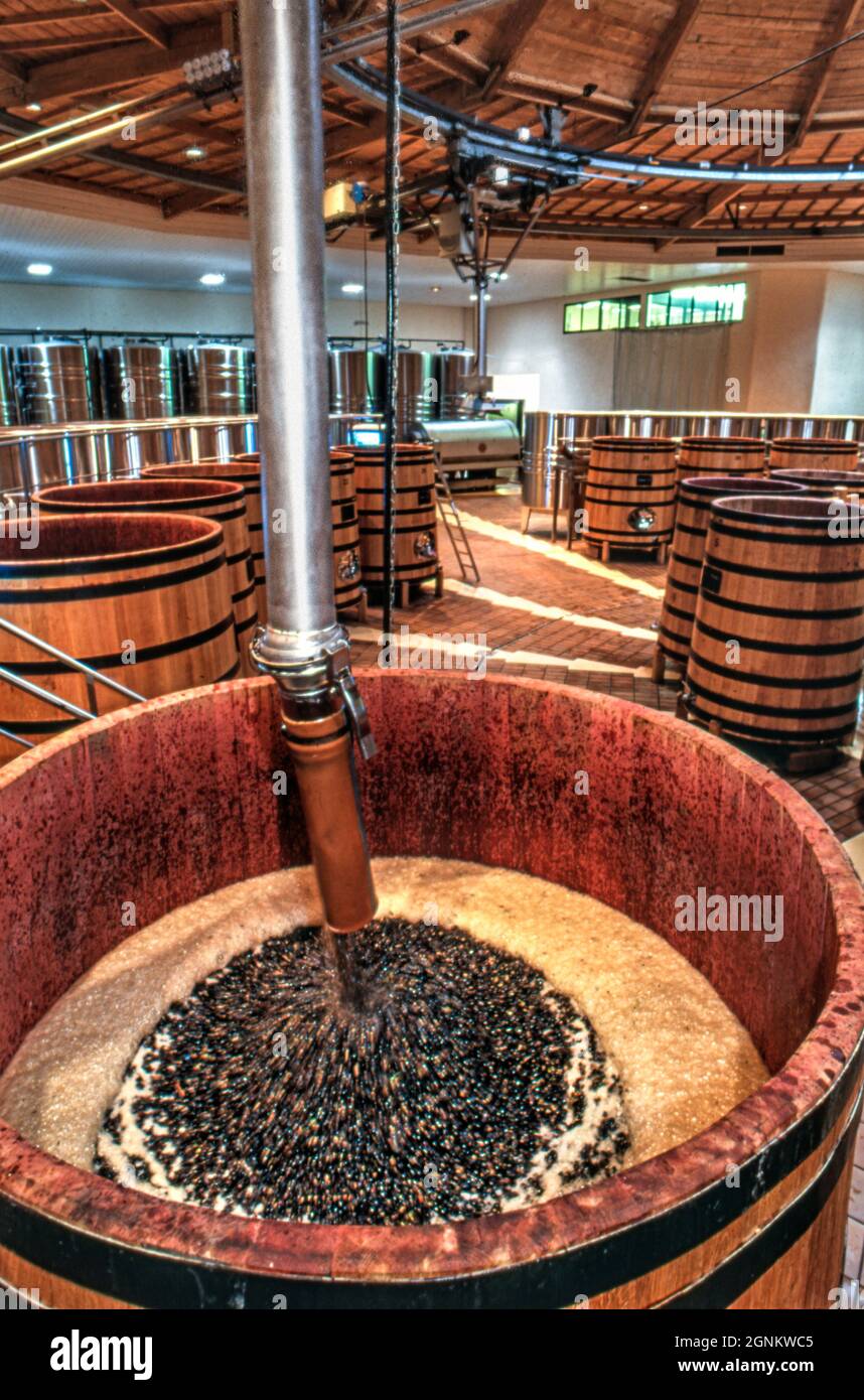 Louis JADOT geerntete Pinot Noir-Trauben kommen in der [State of the Art] Bodega mit gefülltem Eichenfass (cuve) mit gepumpten Pinot Noir-Trauben in der La Sablière Bodega von Louis Jadot, Beaune, Côte d'Or, Frankreich, an. Stockfoto