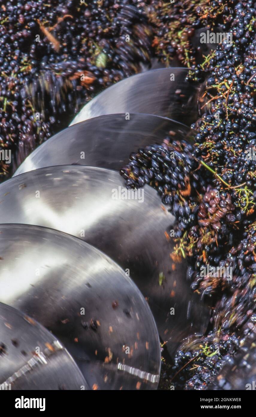 KALIFORNISCHE TRAUBENERNTE ZERSTOSSEN Pinot Noir Trauben in der Spiralbucht der Archimedes-Schraubenspirale, die in der Weinkellerei Charles Krug, St. Helena, Napa Valley, Kalifornien, zerdrückt wird. Stockfoto