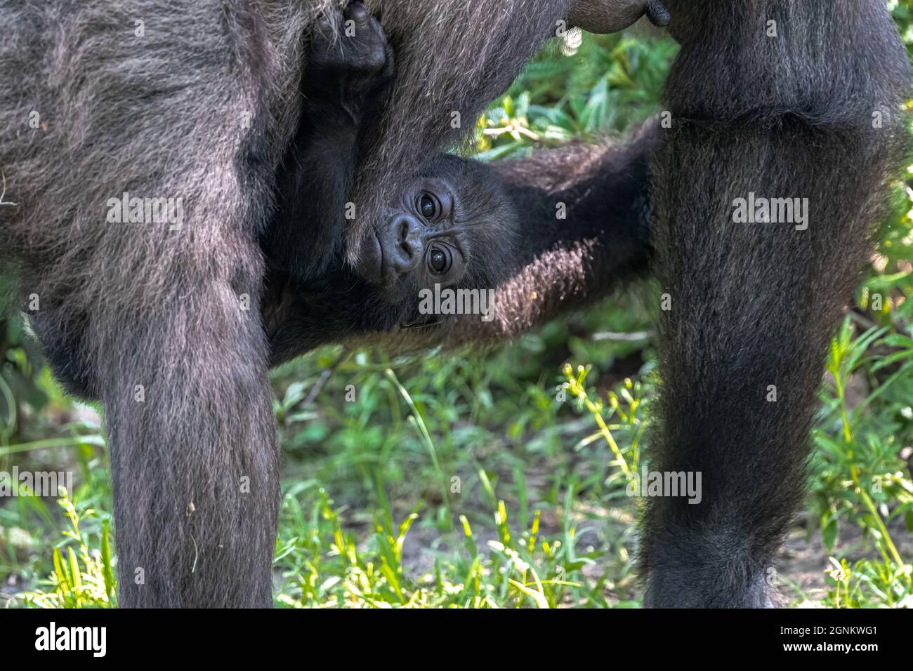 WESTERN Lowland Gorilla (Gorilla Gorilla Gorilla) Baby Stockfoto