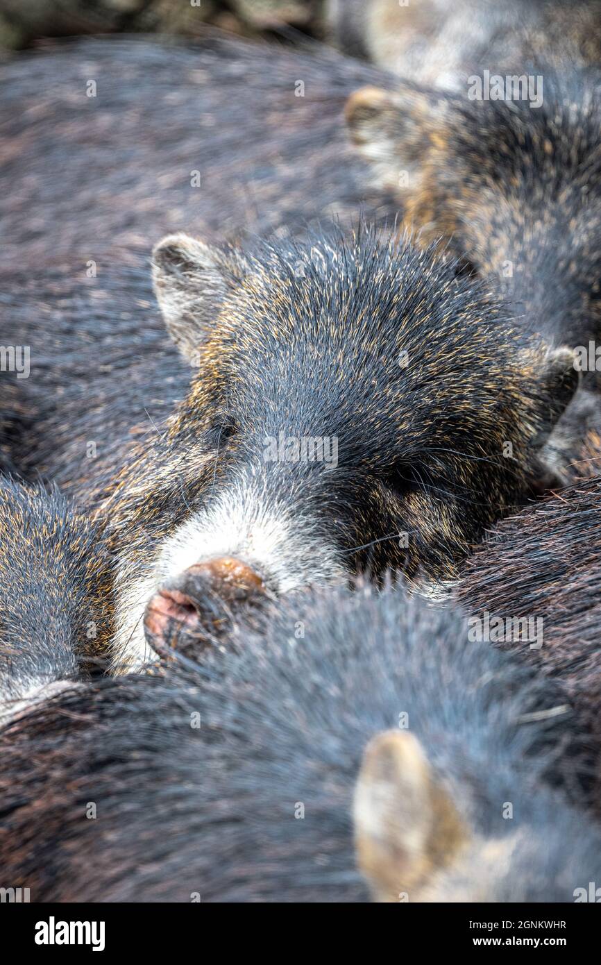 Weißer Peccary (Tayassu pecari), der Siesta macht Stockfoto