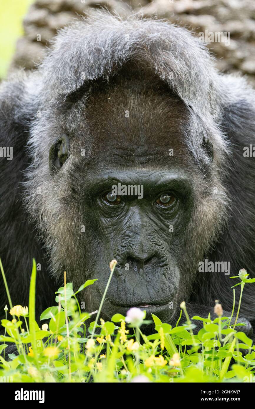 Porträt eines westlichen Tiefland-Gorilla (Gorilla Gorilla Gorilla) Stockfoto