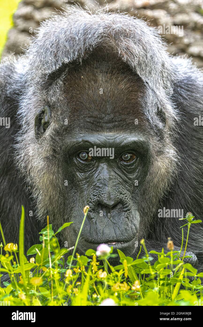 Porträt eines westlichen Tiefland-Gorilla (Gorilla Gorilla Gorilla) Stockfoto