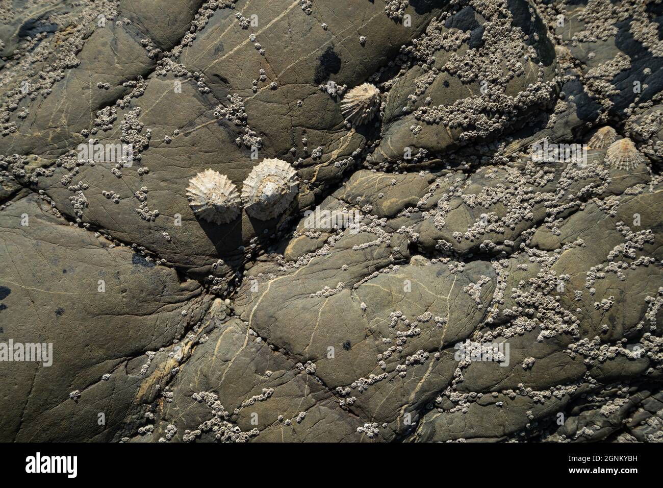 Limettenschalen und Nabenkerle auf verwitterten Küstenfelsen bei Ebbe Stockfoto
