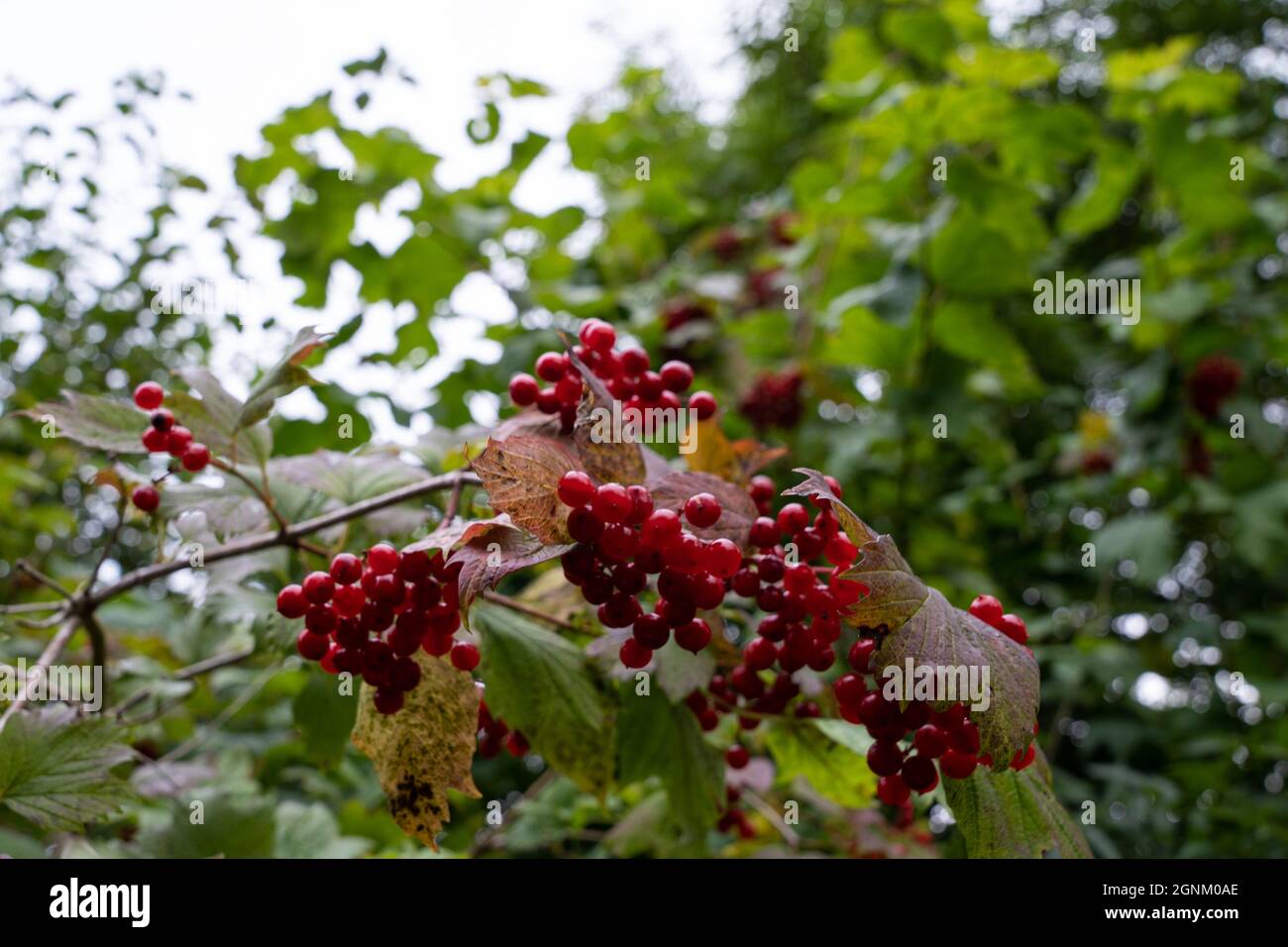 Leuchtend rote Beeren auf Herbstzweig mit farbenfrohem Laub in der walisischen Landschaft Stockfoto Leuchtend rote Beeren auf Herbstzweig mit farbenfrohem Laub in der walisischen Landschaft Stockfoto