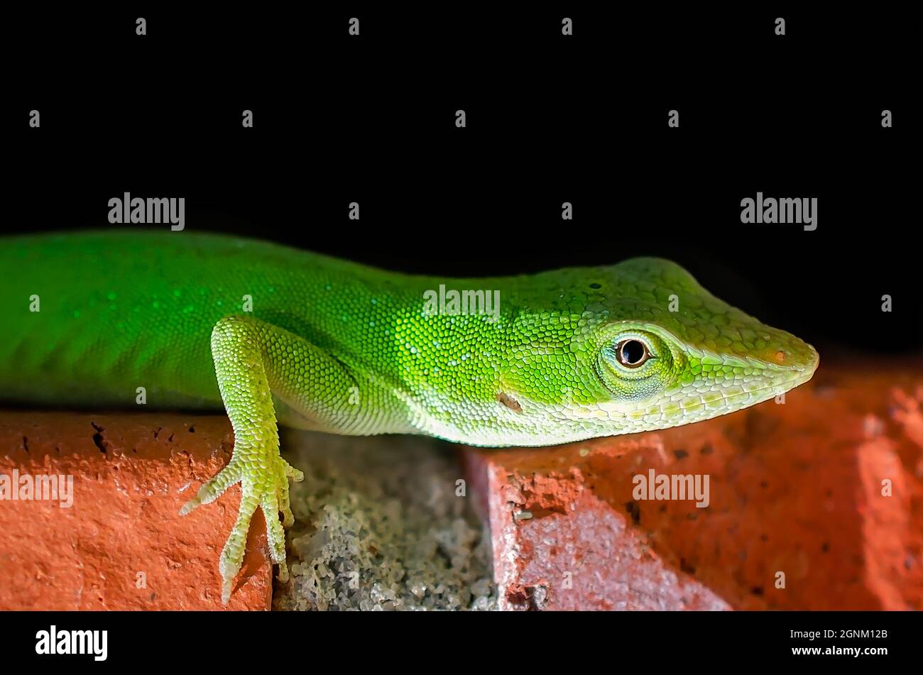 Eine grüne Anole (Anolis carolinensis) klettert am 24. Oktober 2015 in CODEN, Alabama, entlang einer Mauer. Stockfoto