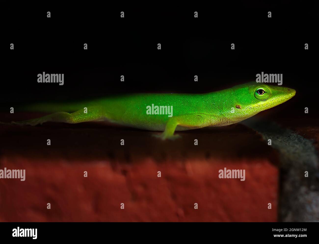 Eine grüne Anole (Anolis carolinensis) klettert am 24. Oktober 2015 in CODEN, Alabama, entlang einer Mauer. Stockfoto