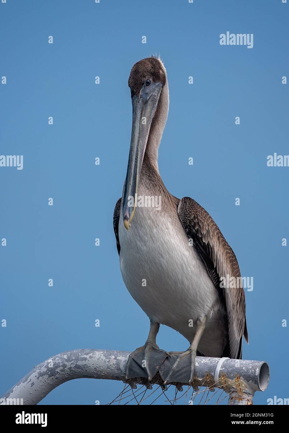 Juveniler brauner Pelikan auf dem Pfosten Stockfoto
