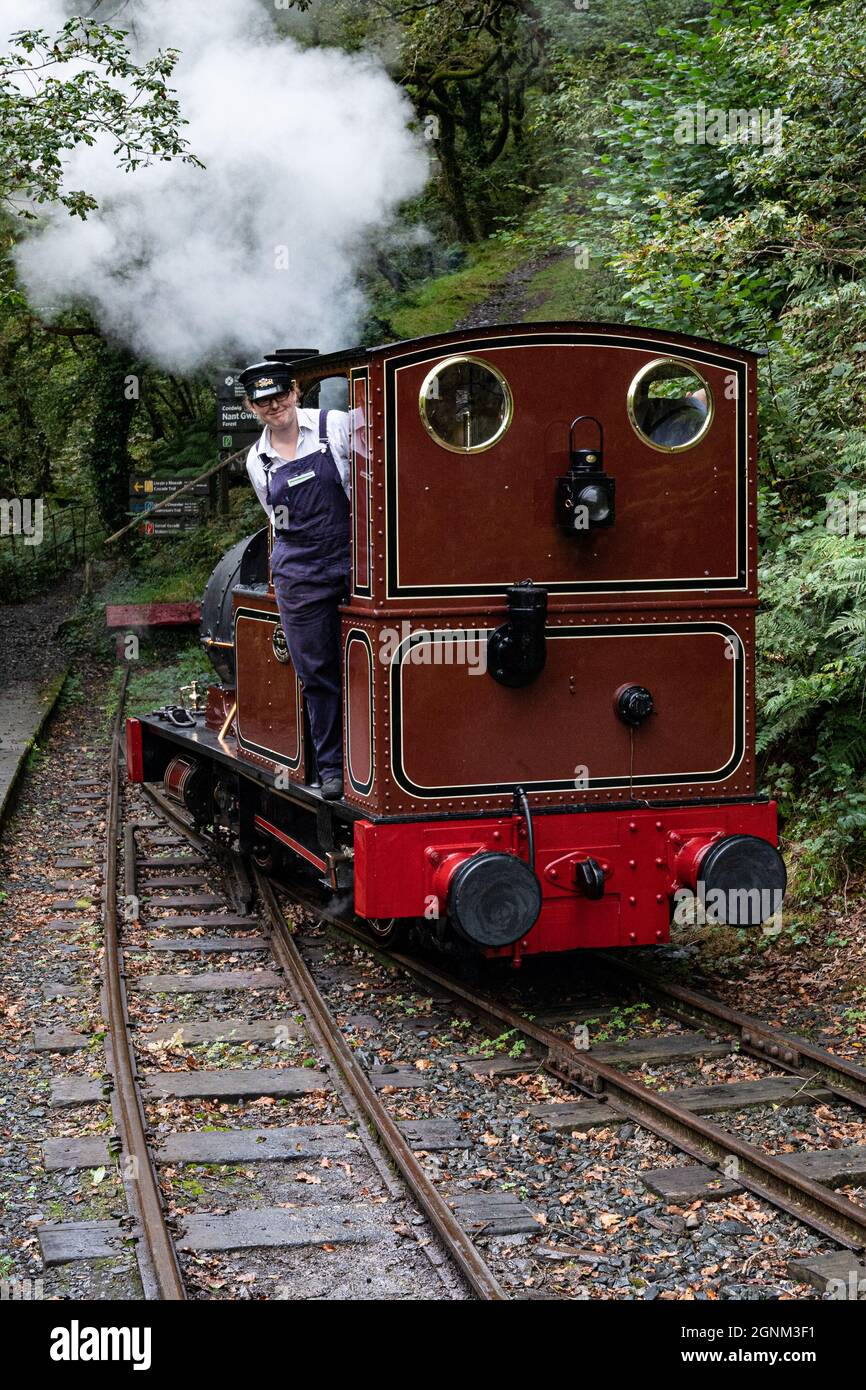 Dampflokomotivführer auf der historischen Schmalspurbahn durch den walisischen Wald Stockfoto