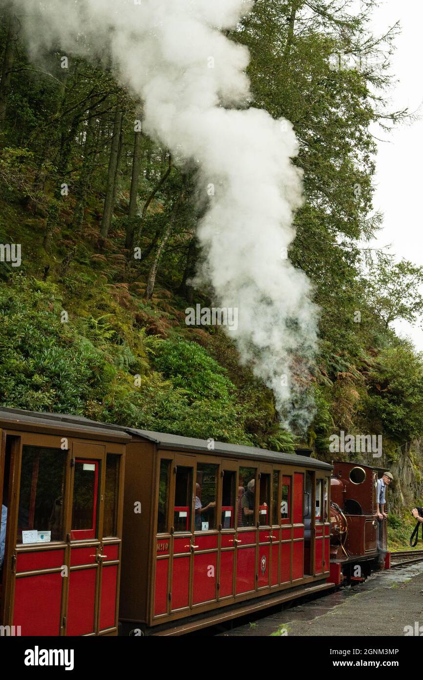 Historische Schmalspurdampfbahn mit weißer Rauchwolke durch walisische Wälder Stockfoto