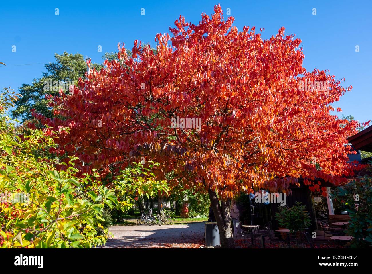 Helsinki / Finnland - 26. SEPTEMBER 2021: Ein schöner Baum in den Herbstfarben vor einem Café. Stockfoto