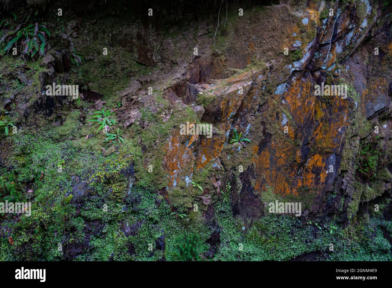 Moosbedeckte Felsen mit orangefarbenen Flechten im natürlichen Lebensraum des walisischen Waldes Stockfoto