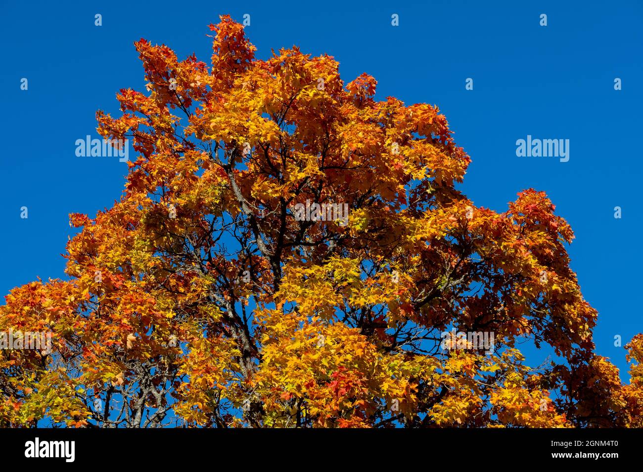 Helsinki / Finnland - 26. SEPTEMBER 2021: Nahaufnahme von Baumblättern in Herbstfarben vor hellblauem Himmel Stockfoto