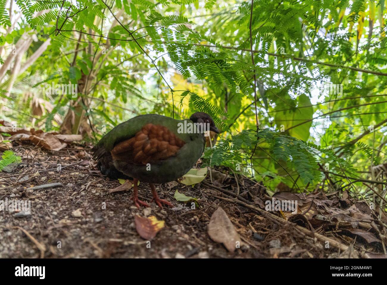 Vogel, der sich im Schatten der Büsche beim Eden Project in Cornwall