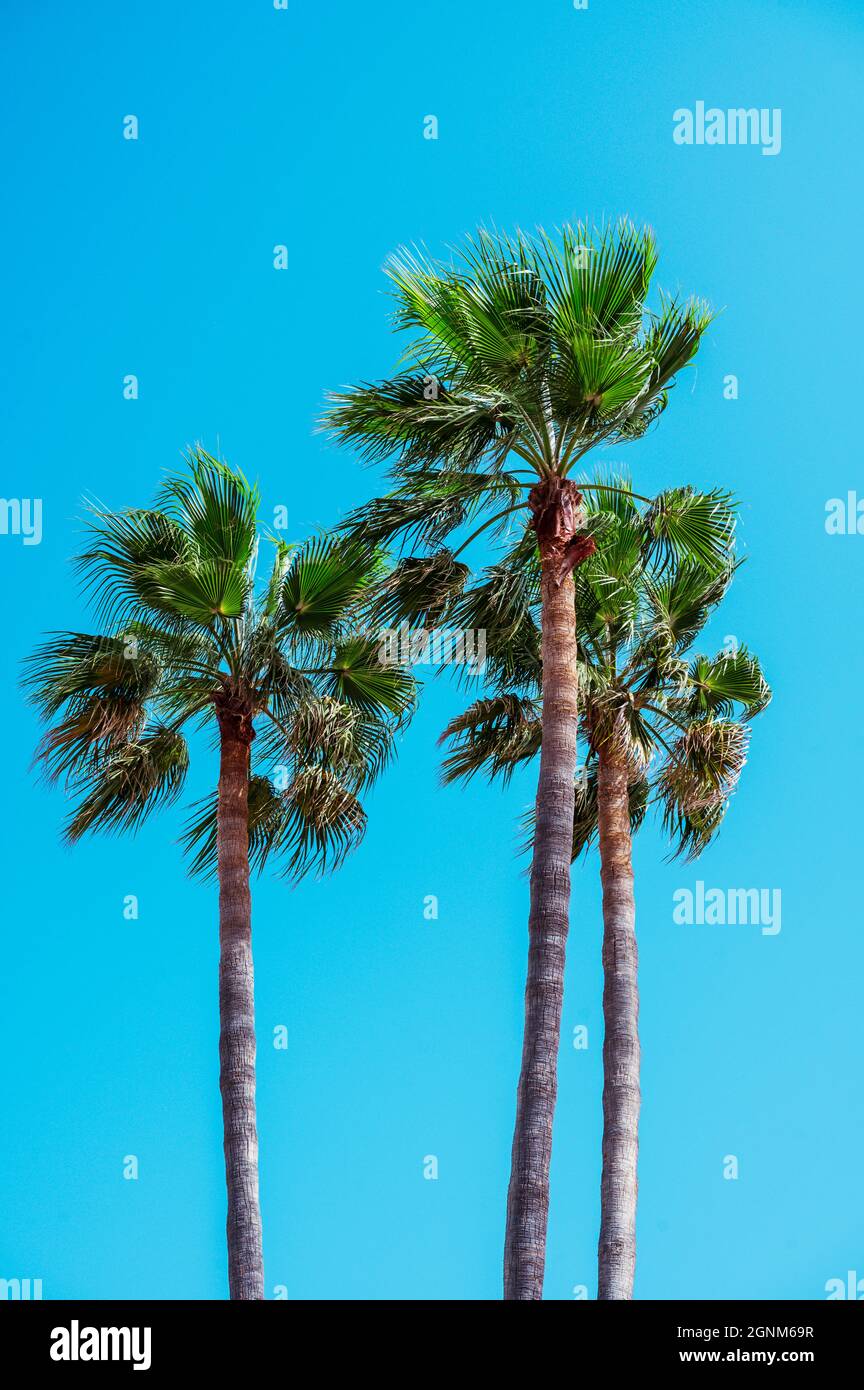 Drei hohe Palmen vor blauem Himmel Stockfoto