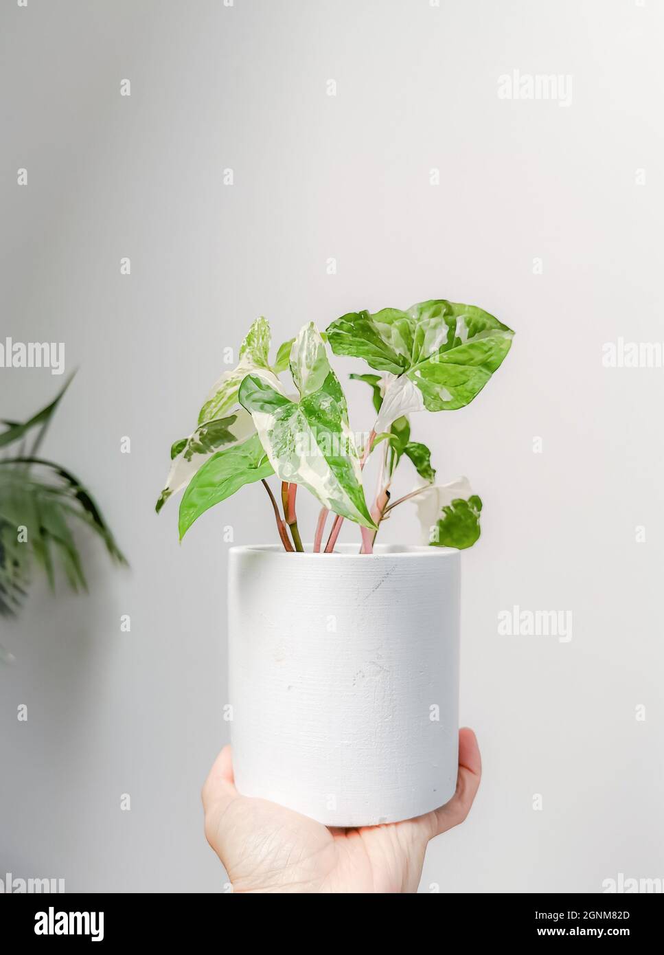 Hand, die ein weiß-buntes Syngonium oder Syngonium podophyllum albo variegata vor einem weißen Hintergrund hält. Seltene Pflanze. Dschungelinterieur. Stockfoto