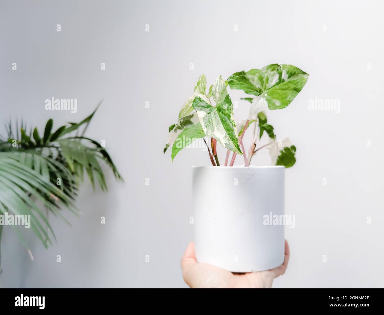 Hand, die ein weiß-buntes Syngonium oder Syngonium podophyllum albo variegata vor einem weißen Hintergrund hält. Seltene Pflanze. Dschungelinterieur. Stockfoto