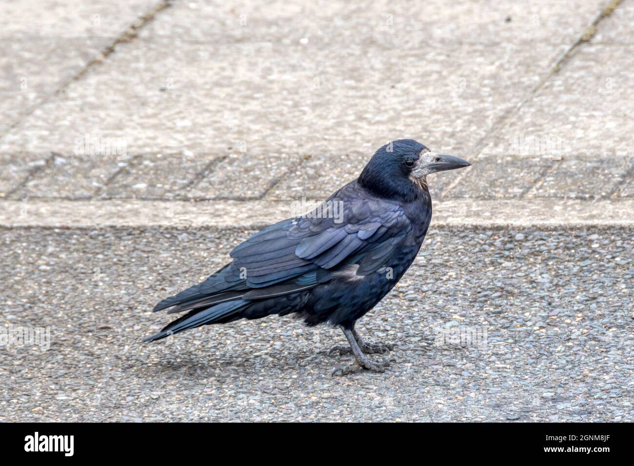 Ein Kakerlak, Corvus frugilegus, steht auf einem Stadtparkplatz. Stockfoto