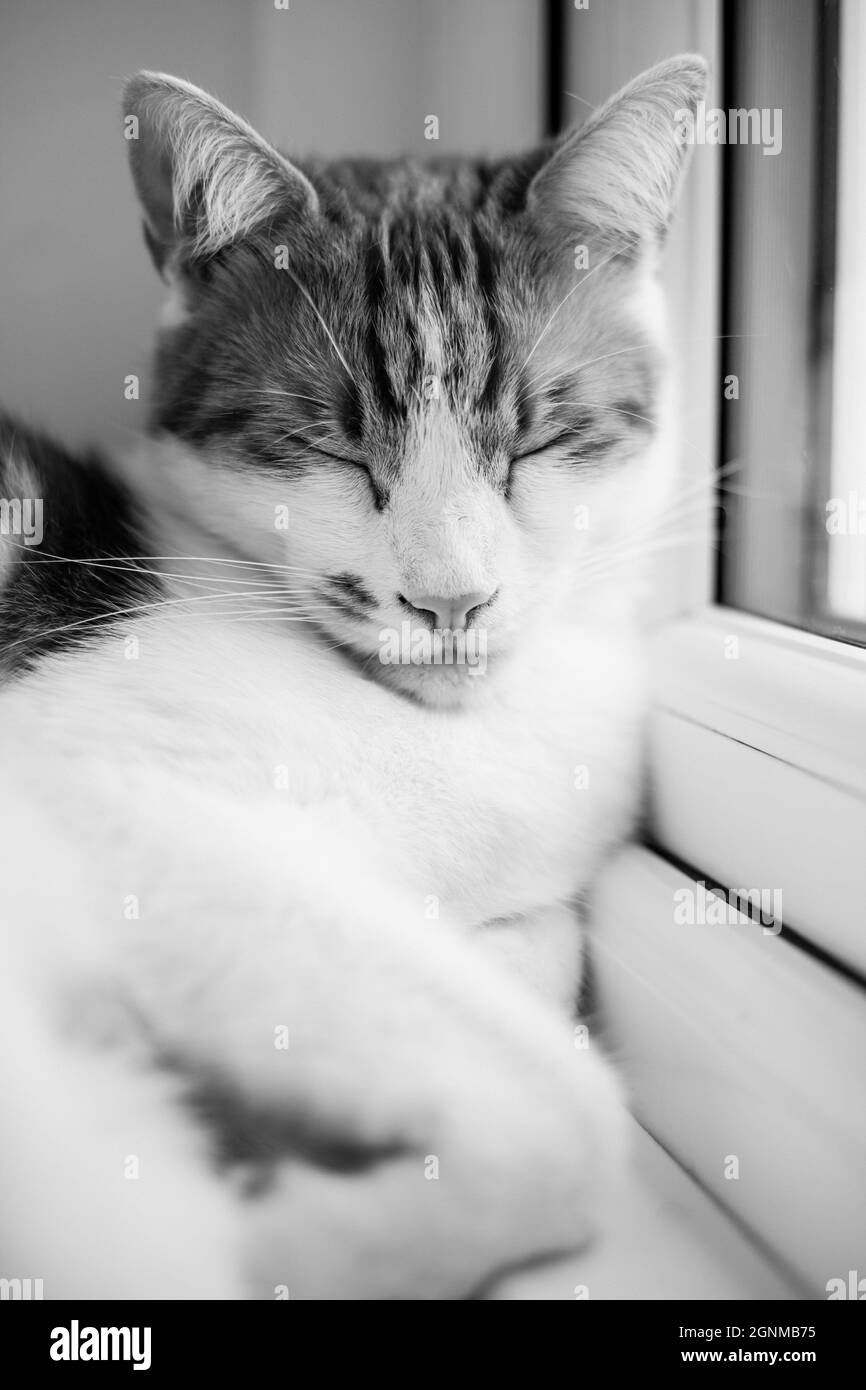 Schwarz-Weiß-Foto einer hübschen Katze, die friedlich auf dem Fensterbrett schläft Stockfoto