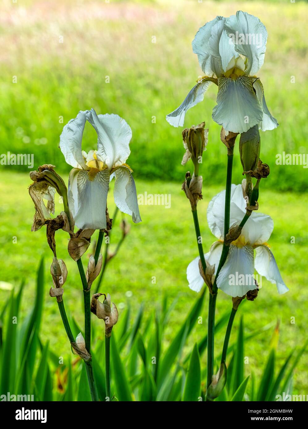 White Iris Flowers, Amisfield Walled Garden, East Lothian, Schottland, Großbritannien Stockfoto