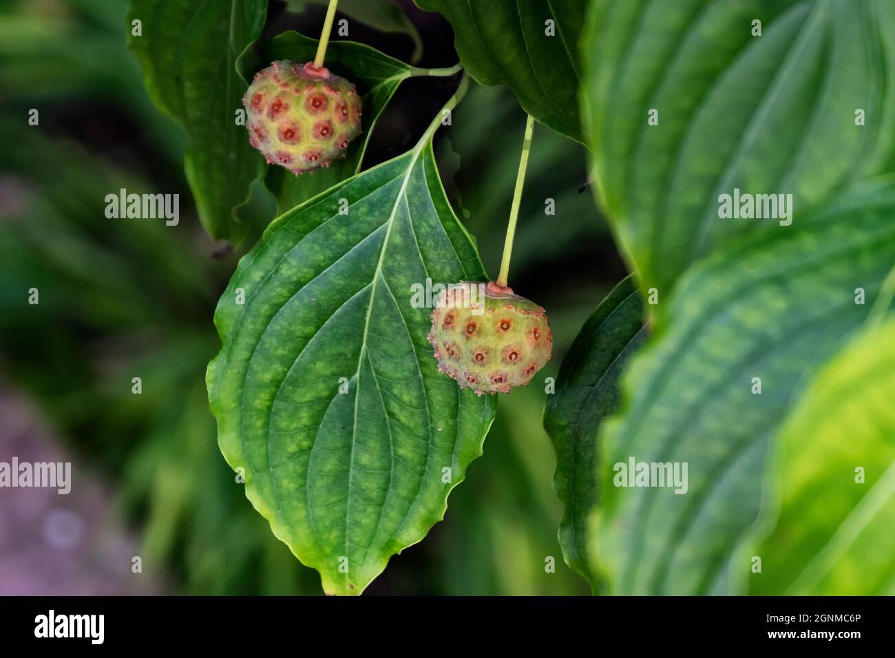 Unreife Kousa Dogwood Beere und Blätter Stockfoto