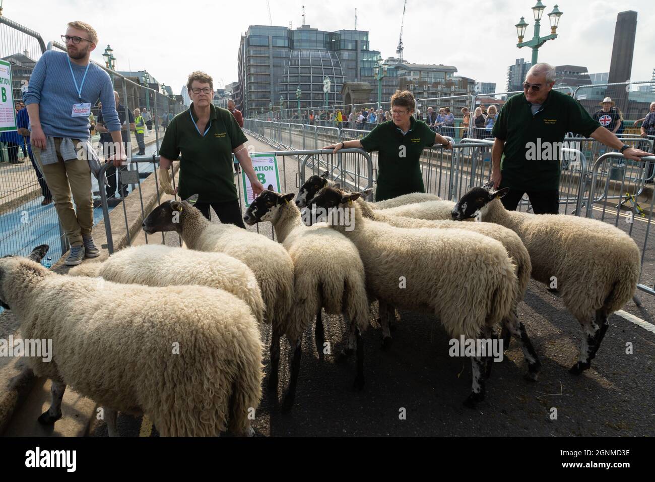 London, Großbritannien. September 2021. 2021 Jährlicher Sheep Drive. City of London. In seinem 9. Jahr fand der Annual Sheep Drive auf der Southwark Bridge statt und nicht auf der London Bridge. Zu den prominenten Gästen gehörten die Yorkshire Shepherdess, Amanda Owen, Danny Tim O'Sullivan von Kerry, Irland, und der Meister Michael Dalton sowie Mitglieder der Glaziers' Company, Alderman Tim McNally, Frau Yisha Xue und Sandra Rhule. Kredit: Peter Hogan/Alamy Live Nachrichten Stockfoto