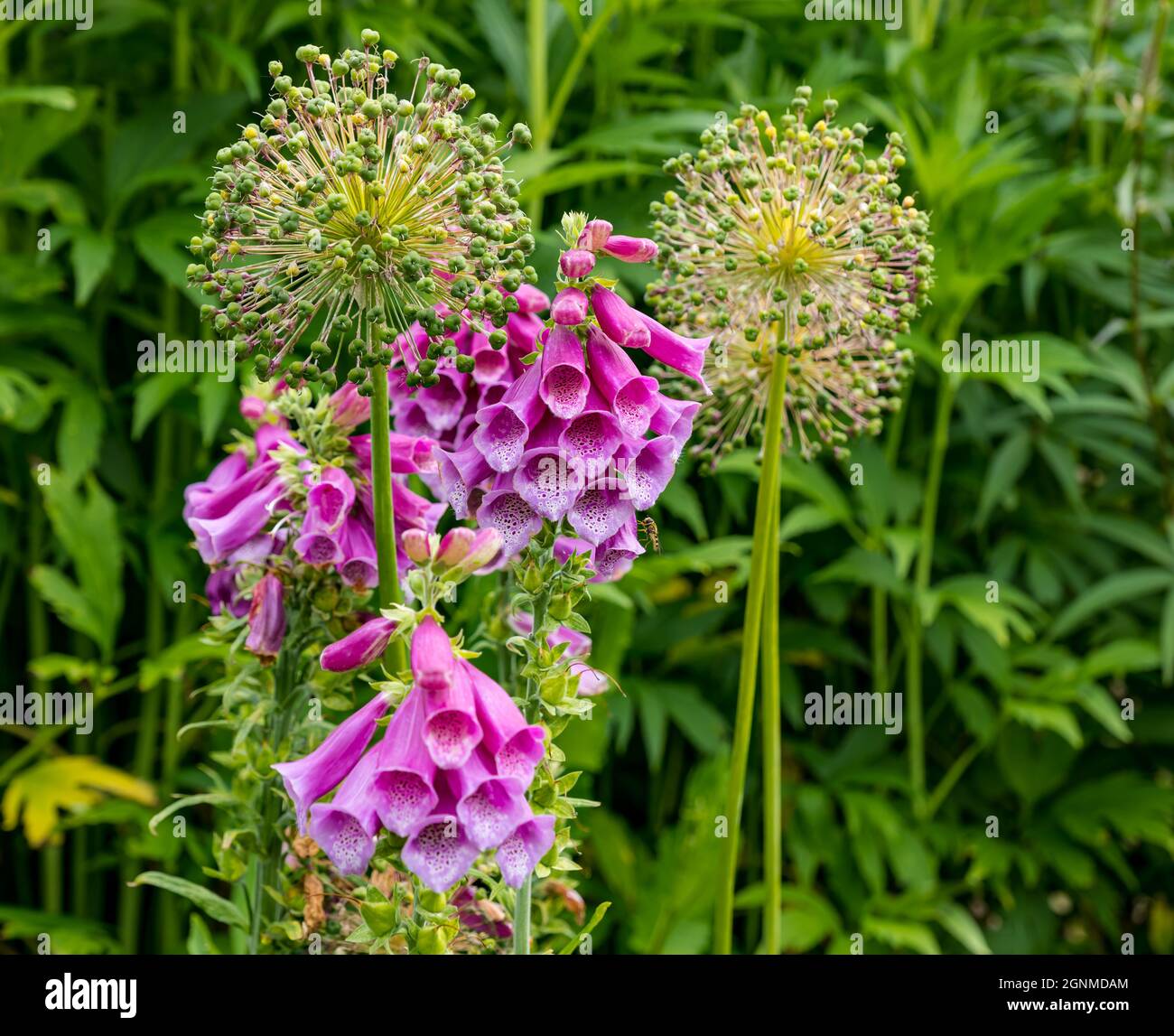 Nahaufnahme von rosa Füchshandschuhen und Allium-Samenköpfen im Gartenblumenbeet, East Lothian, Schottland, Großbritannien Stockfoto