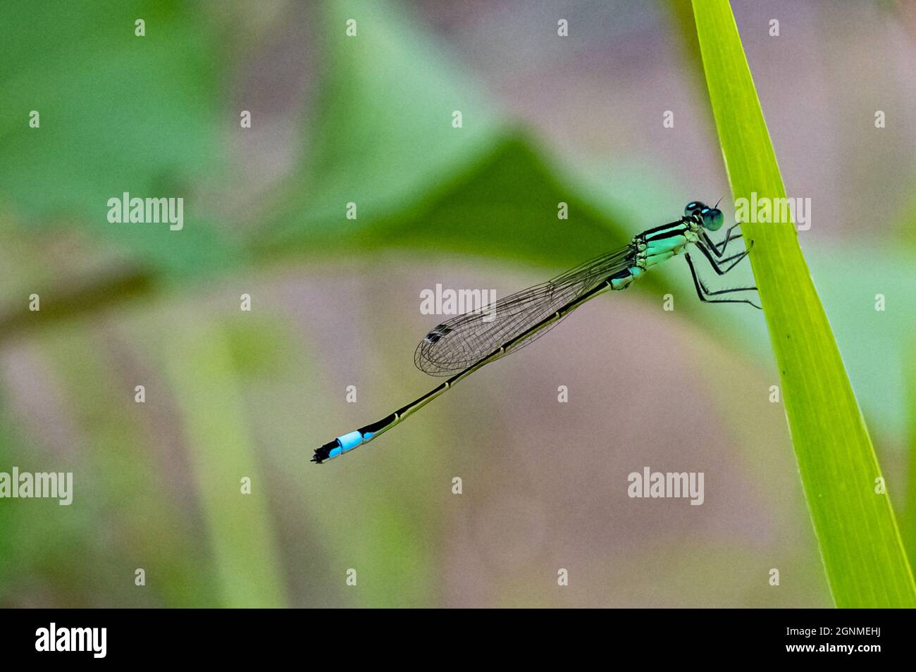 Eine Coenagrion mercuriale oder Quecksilberblut-Damselfliege auf einem grünen Blatt Stockfoto