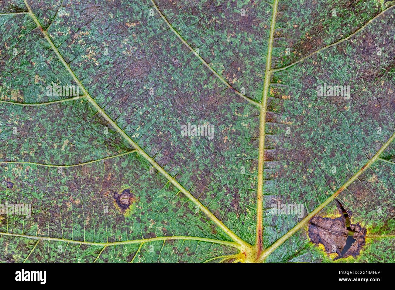 Hintergrund oder Textur des Details eines Baumblattes im Herbst Stockfoto