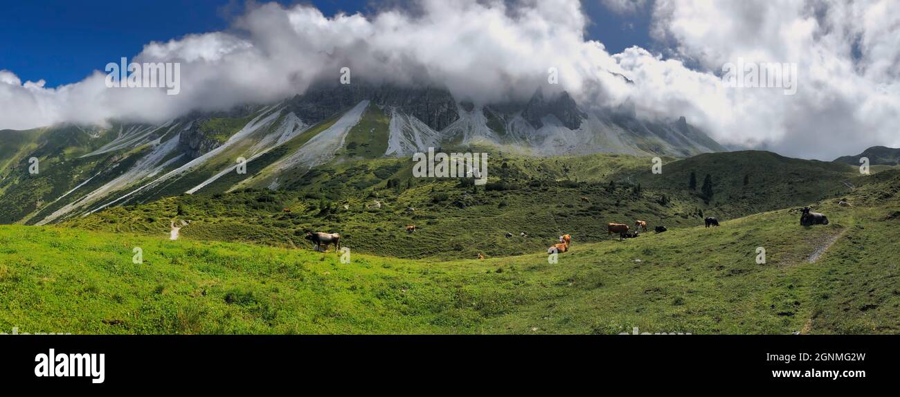 Panoramablick auf die Weidekuh auf der Grünen Wiese in Tirol. Panorama der landschaftlich reizenden Natur mit Rindern, Stubaier Alpen, Felsen im Wolken- und Grastal. Stockfoto