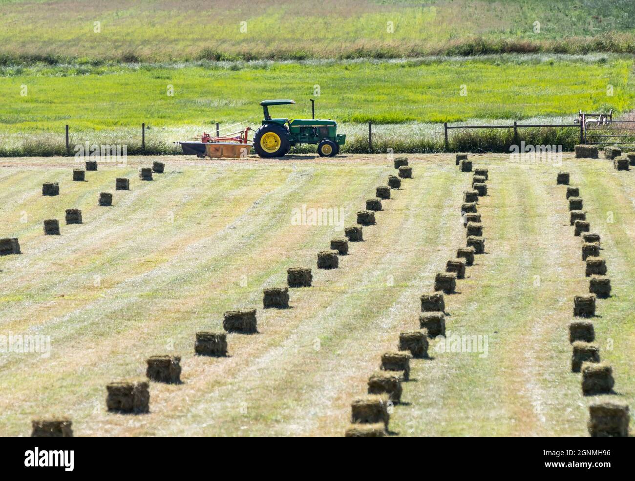 Ein Bauerntraktor wartet darauf, Heuballen von einem Heufeld zu ernten. Stockfoto