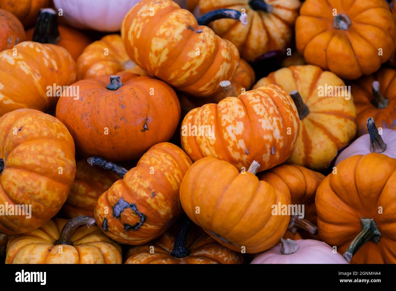 Herbsturlaub Kürbis Arrangement gegen Stockfoto