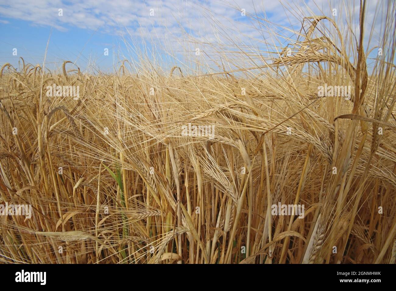 Nahaufnahme des reifen Gerstenfeldes. Bio-Getreideernte mit goldenen Stacheln, trockenen Körnern und langen Garnelen. Ernte, Agronomie. Hordeum vulgare. Stockfoto