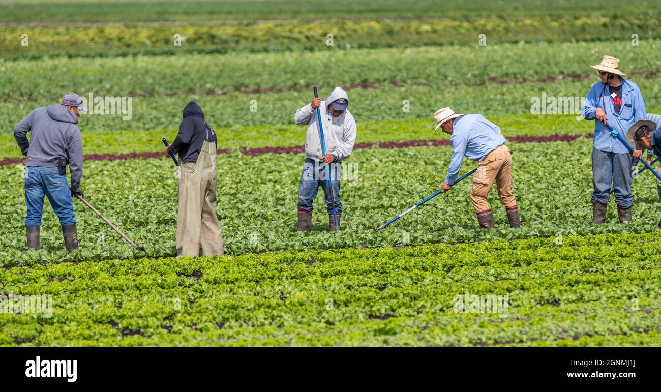 Victoria British Columbia, Kanada- 08/03/2021 : Wanderarbeiter pflücken Lebensmittelpflanzen und neigen zu einem Bauernfeld. Stockfoto