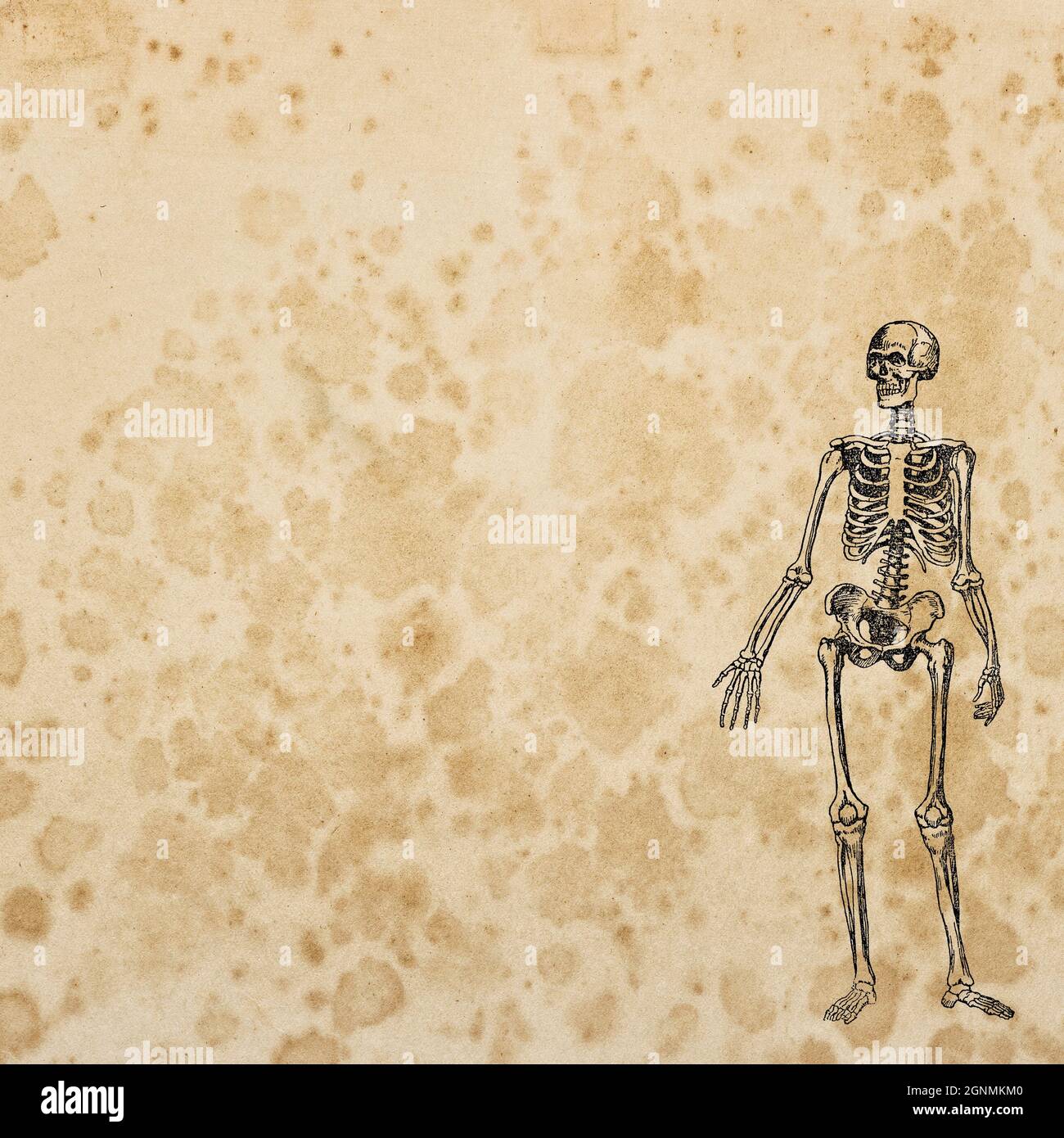Alte Papiertextur Hintergrund für Halloween Decoupage Crafting Scrapbooking. Skelett Totenkopf Dekoration Stockfoto