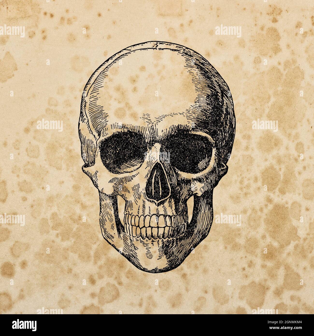 Alte Papiertextur Hintergrund für Halloween Crafting Scrapbooking. Totenkopf-Verzierung Stockfoto