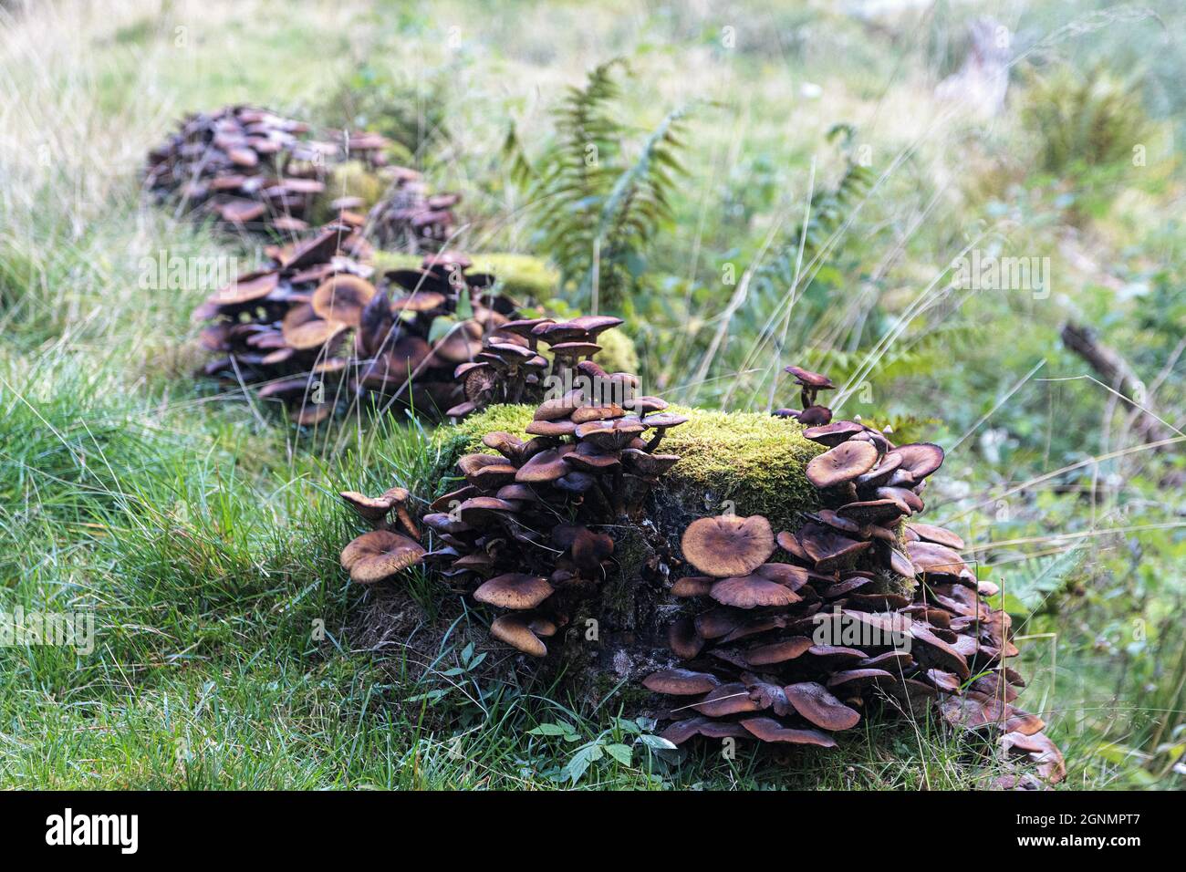 Lactarius rufus, Rufous Milchkappenpilz ist giftig und nicht direkt aus dem Waldboden zu eadabel (Aufnahme 2021 in Ørsta, Norwegen) Stockfoto