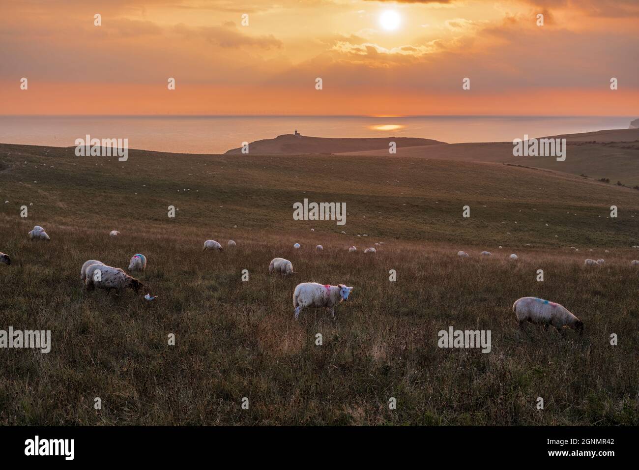 Schafe auf den Sussex South Downs bei Sonnenuntergang. Leuchtturm Belle Tout am Horizont. In der Nähe von Eastbourne, E Sussex, Großbritannien. Stockfoto