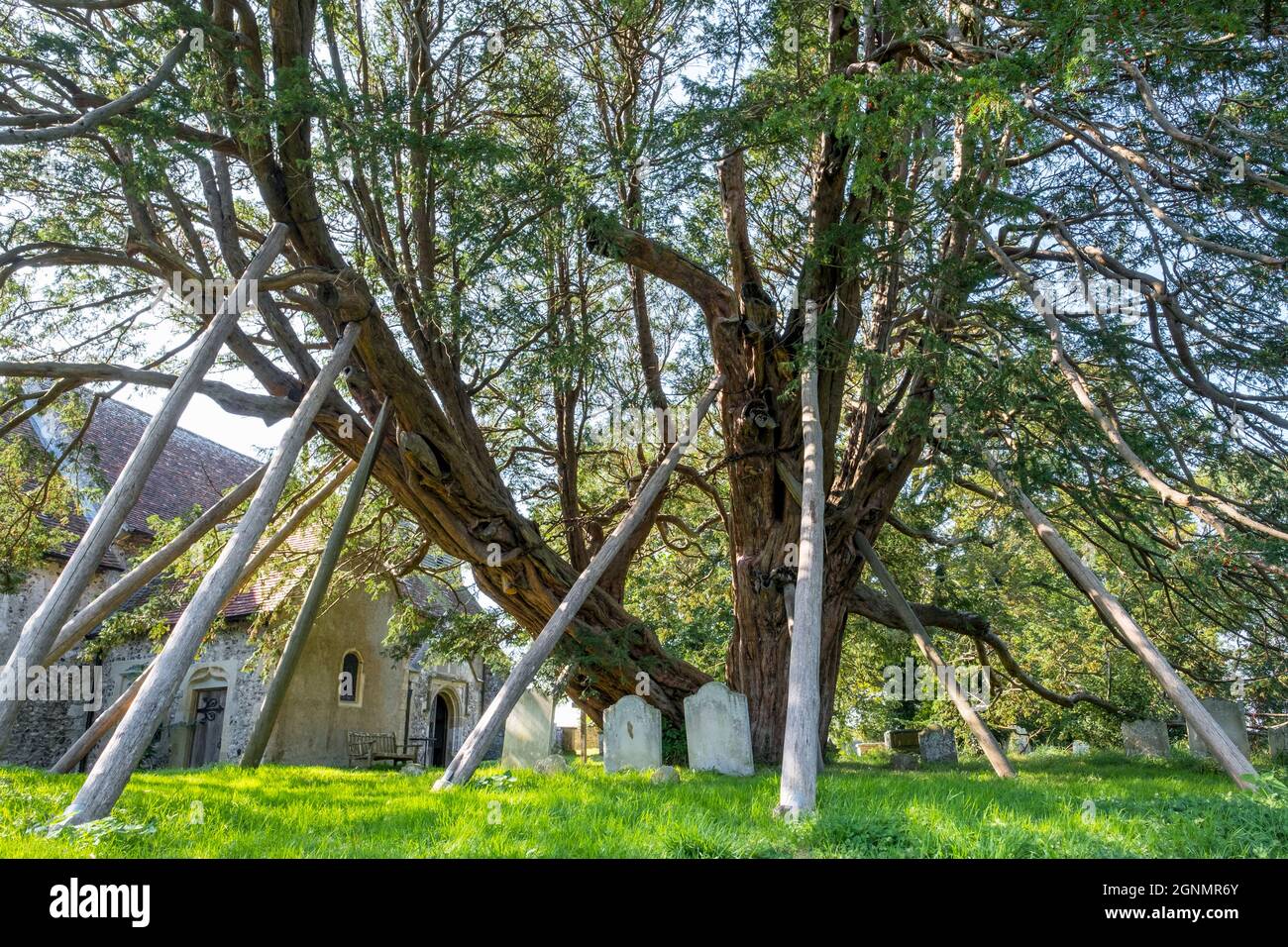 Die 1600 Jahre alte Eibe unterstützt eine TST Mary the Virgin und St Peter Kirche, Wilmington, E. Sussex, Großbritannien. Stockfoto