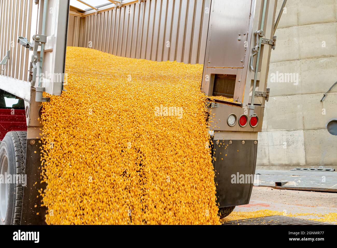 Bewegungsunschärfe beim Entladen von Mais vom LKW am Getreideaufzug. Erntesaison, Getreidelagerung und Konzept des Rohstoffmarktes. Stockfoto