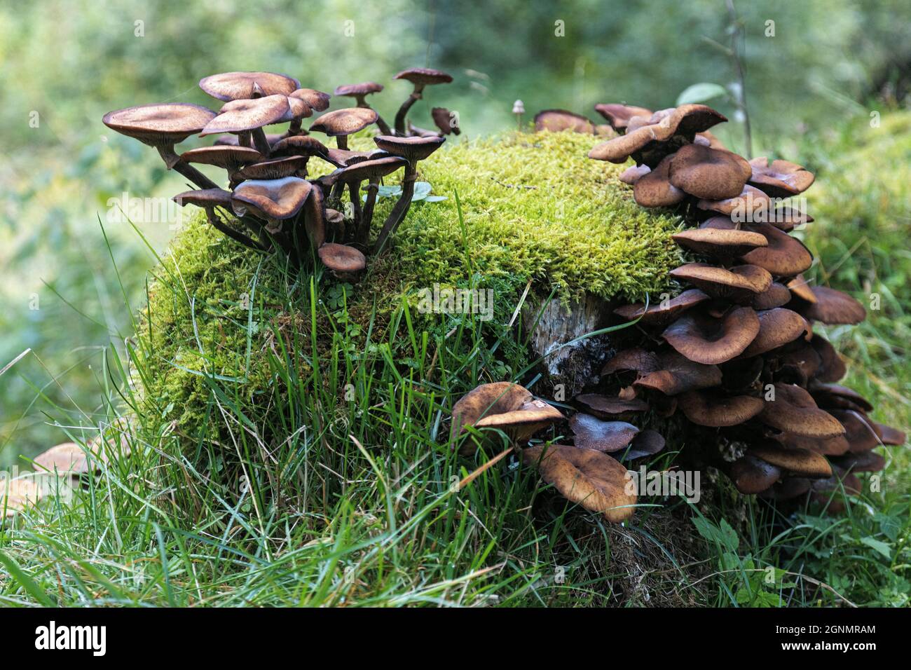 Lactarius rufus, Rufous Milchkappenpilz ist giftig und nicht direkt aus dem Waldboden zu eadabel (Aufnahme 2021 in Ørsta, Norwegen) Stockfoto