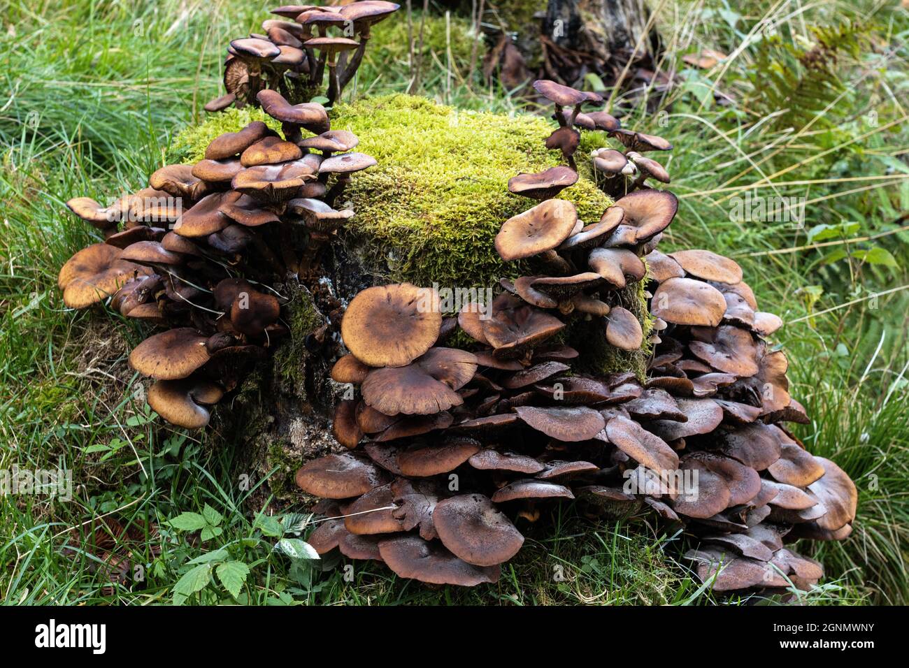 Lactarius rufus, Rufous Milchkappenpilz ist giftig und nicht direkt aus dem Waldboden zu eadabel (Aufnahme 2021 in Ørsta, Norwegen) Stockfoto