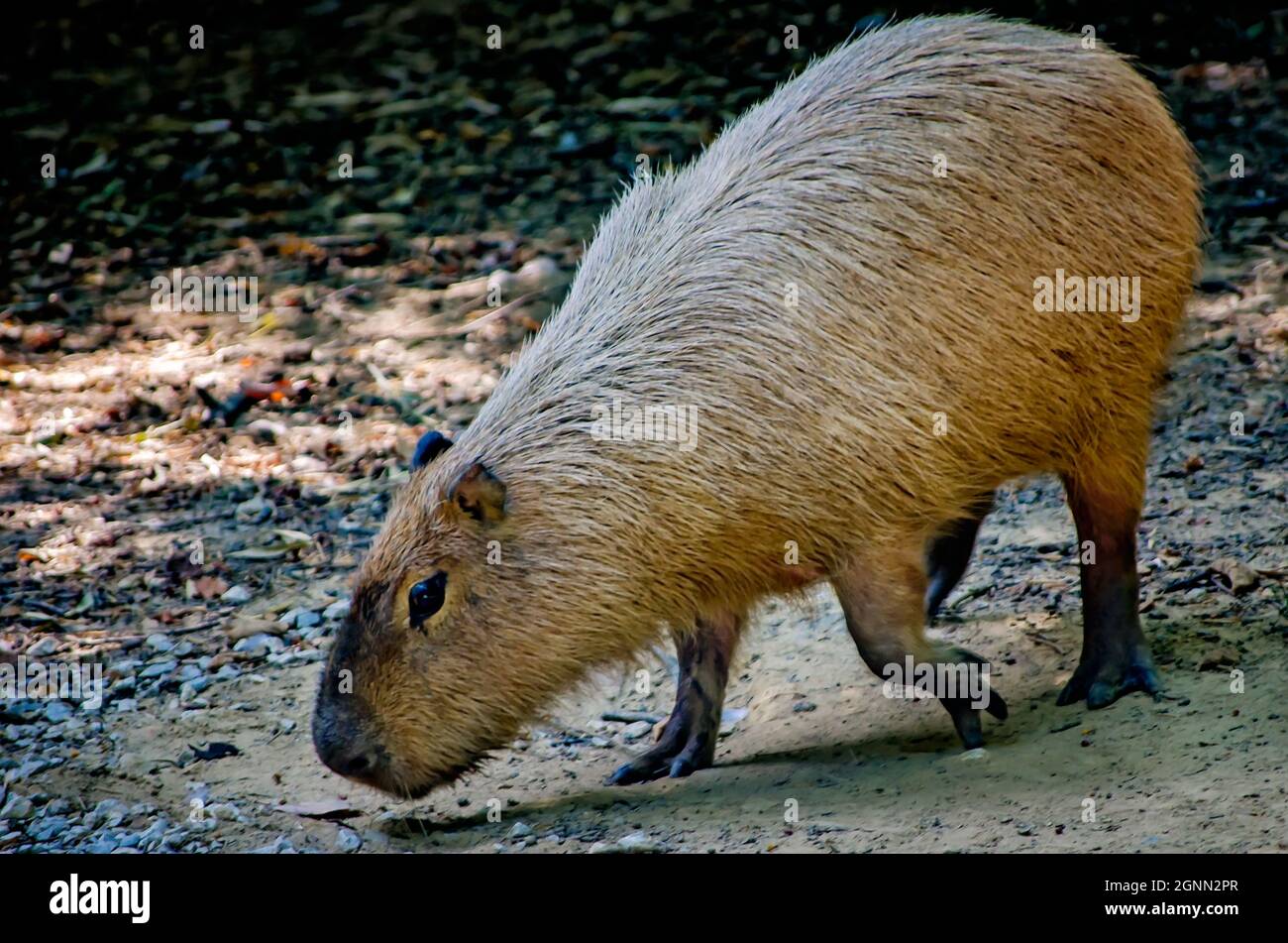Capybara Herbivore Zoo Stockfotos und bilder Kaufen Alamy