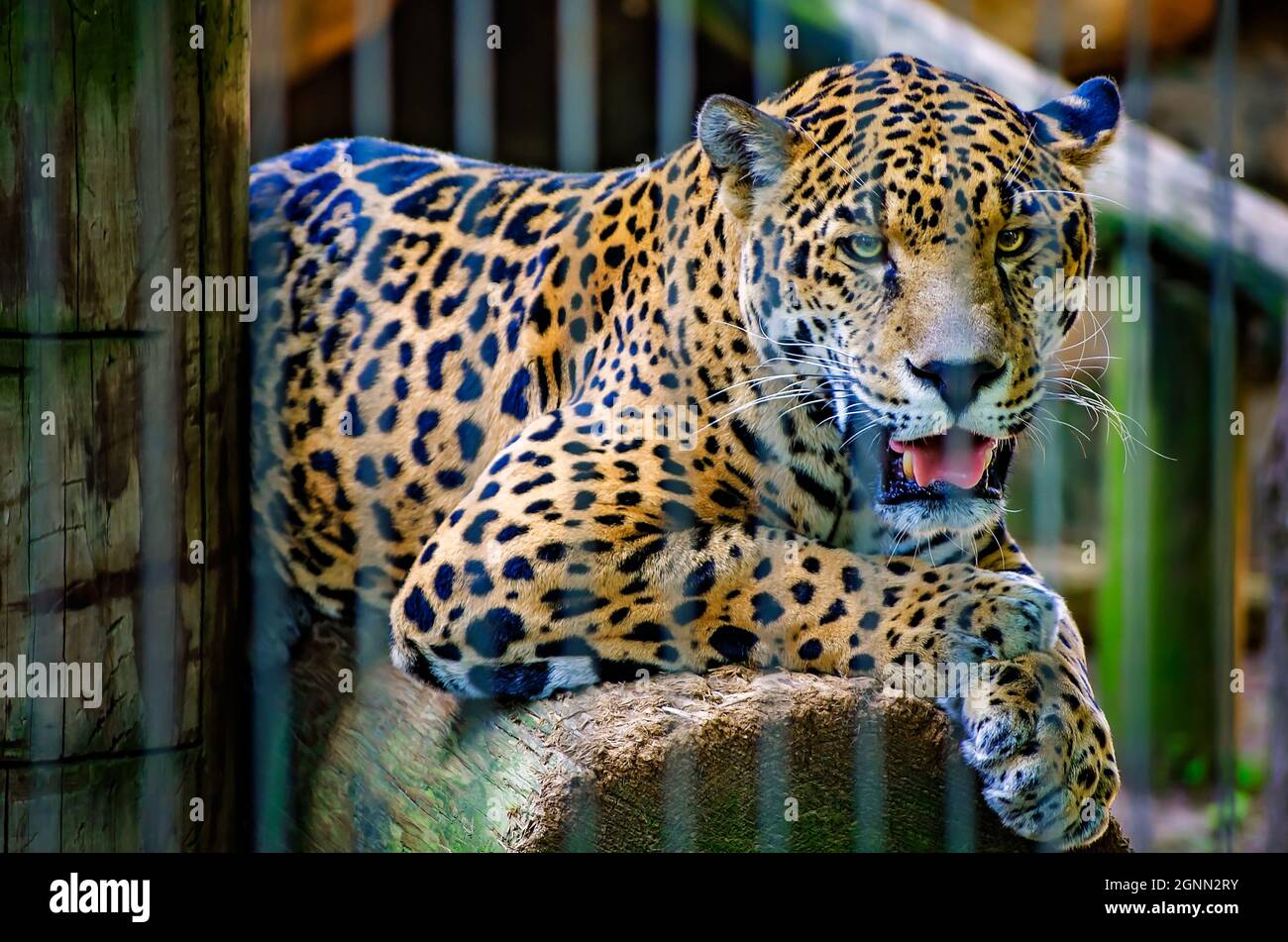 Ein jaguar (Panthera onca) ruht auf einem Baumstamm im Memphis Zoo, 8. September 2015, in Memphis, Tennessee. Stockfoto