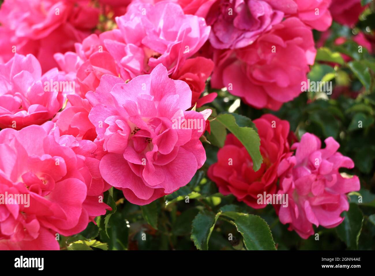 Hinterleuchtete rosa Rosen blühen an einem sonnigen Sommernachmittag. Stockfoto