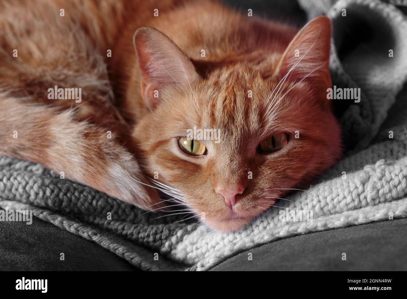 Nahaufnahme einer orangefarbenen gestromten Katze mit kupferfarbenen Augen, die auf einer Decke zusammengerollt sind und die Kamera anstarren Stockfoto